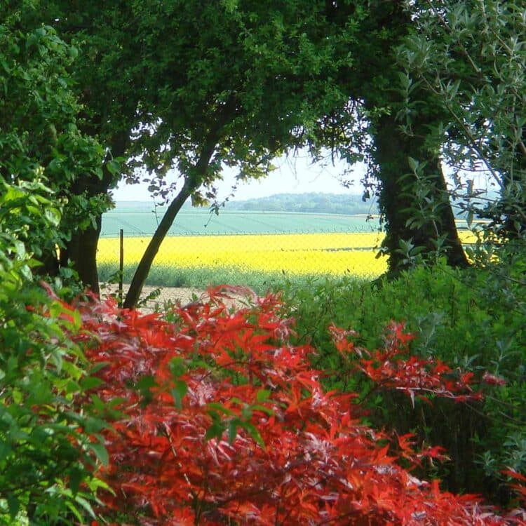 014-Garden and rapeseed