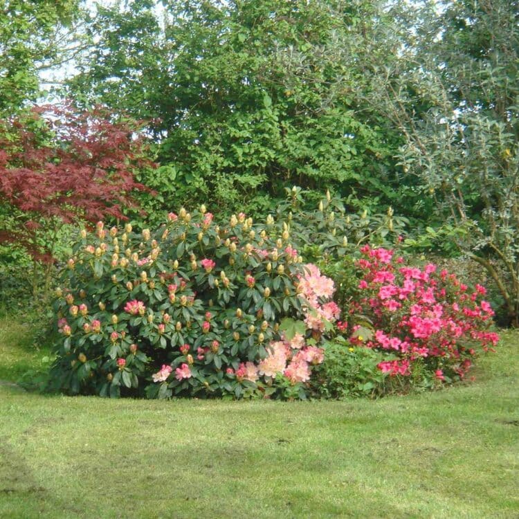 016-Garden massif